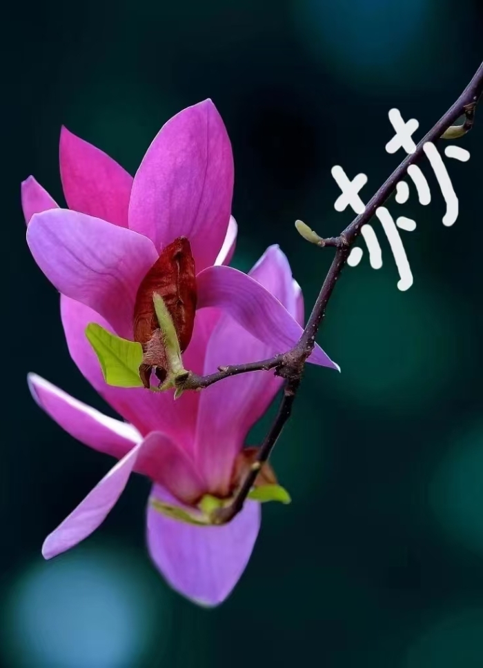 &#20048;&#40060;